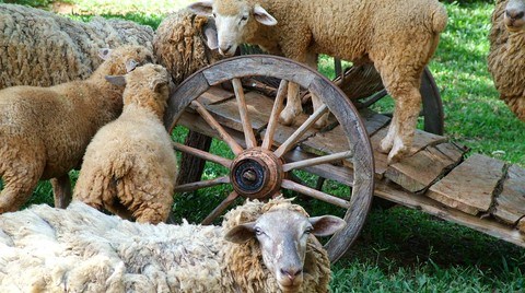 Şehir Hayatı Bunalttı, Çiftlik Satışları Yüzde 13 Arttı