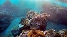 Tayland Doğayı Korumak için Mercan Adalarını Turizme Kapatıyor