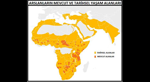 Dünya Altıncı Kitlesel Yok Oluşun Eşiğinde