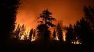 ABD'deki Yangınlar En Büyük Ağaçları Tehdit Ediyor