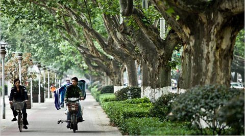 Çinliler Ağaçları İçin Ayaklandı