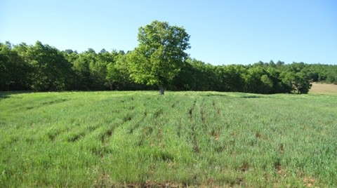 Arazi Alırken Nelere Dikkat Etmeli?